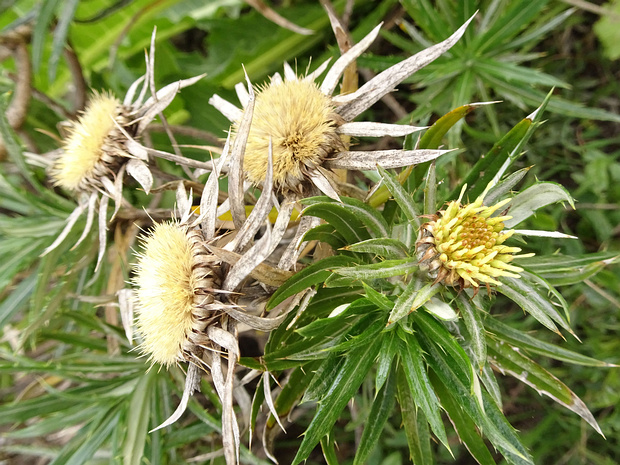 Колючник иволистный - Carlina salicifolia