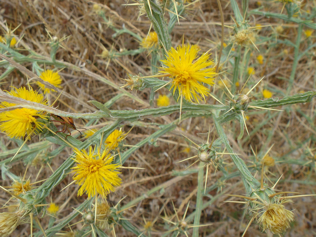 Колючник кустистый - Carlina racemosa