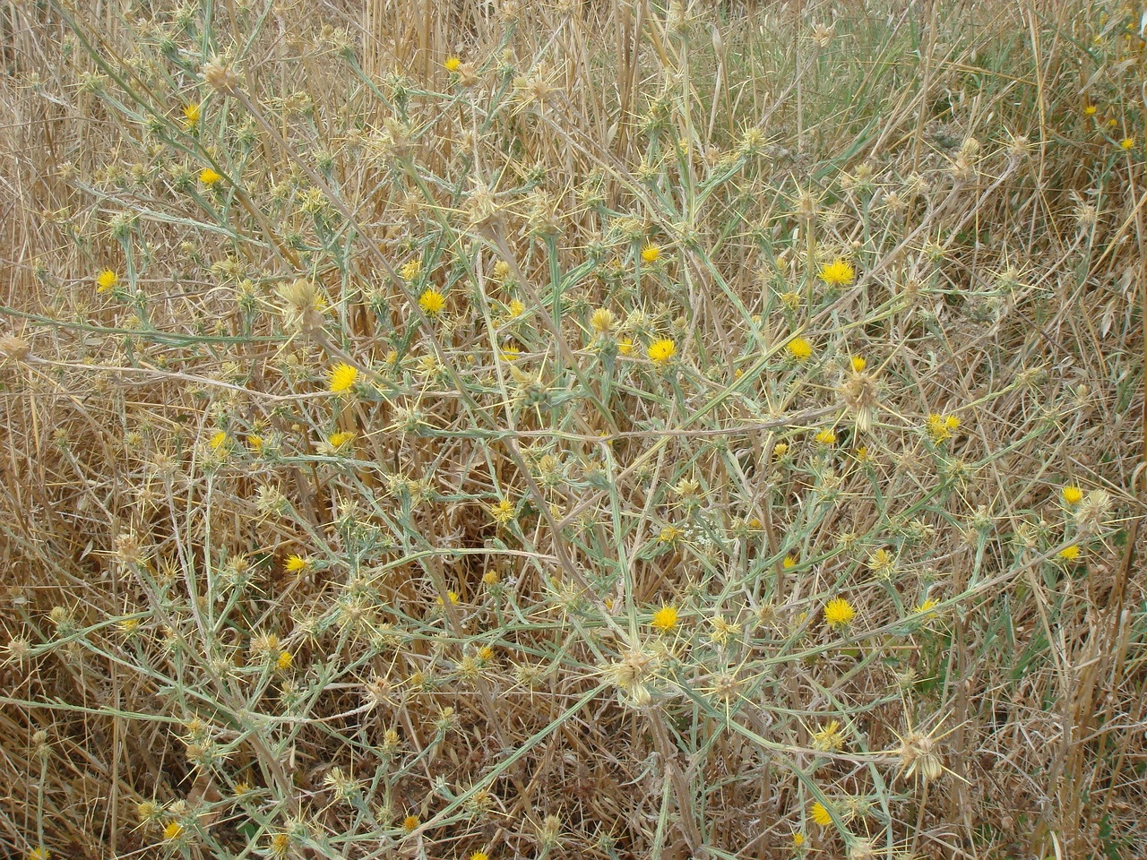 DSC03001
