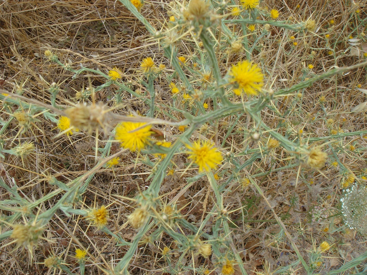 DSC03005