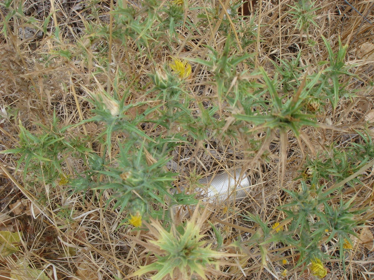 DSC03016