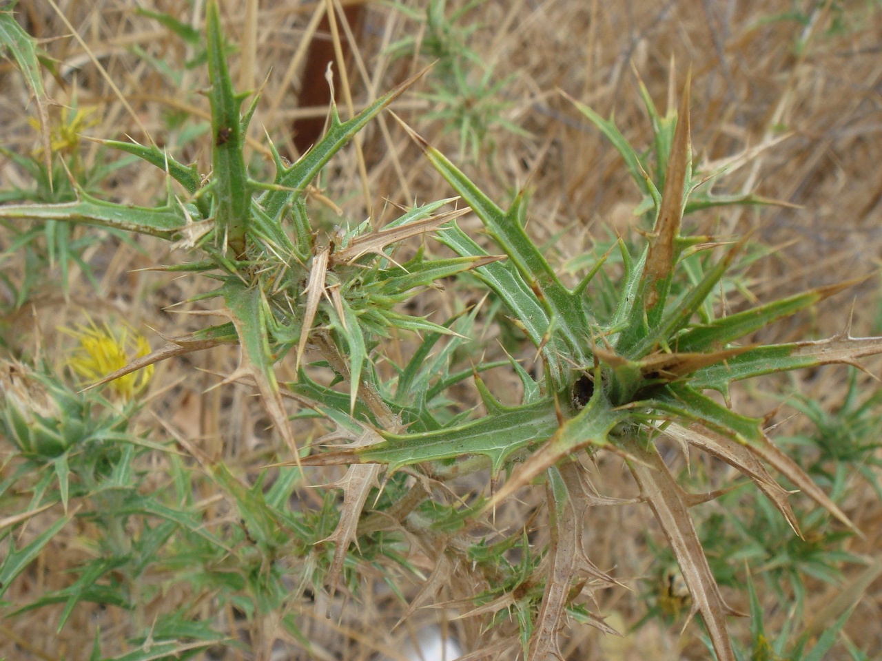 DSC03018
