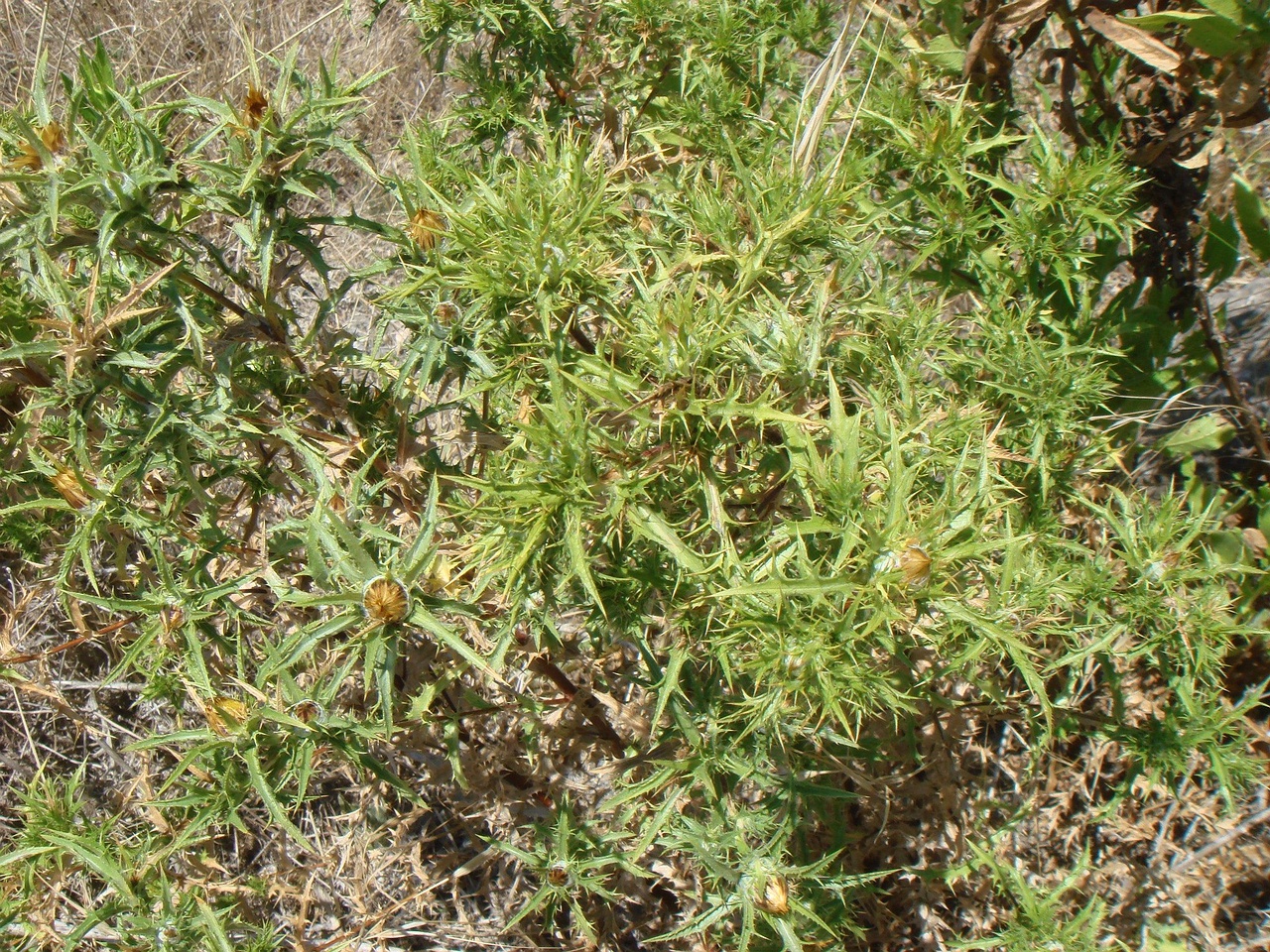 DSC02587
