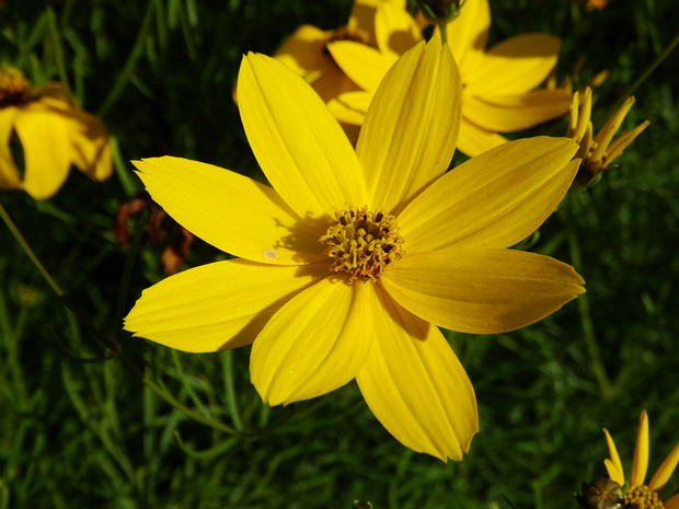 Кореопсис мутовчатый 'Загреб' - Coreopsis verticillata 'Zagreb'