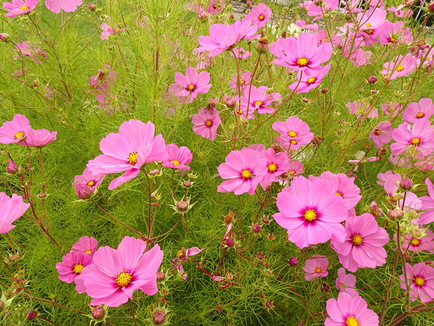 Космея дважды перистая 'Версаль Розовый' - Cosmos bipinnatus 'Versailles Pink'