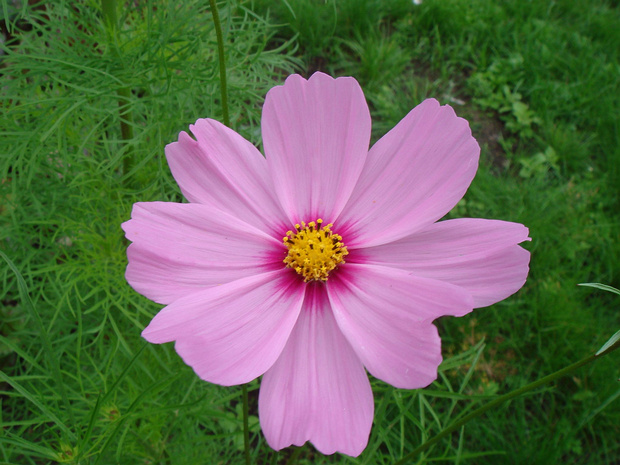 Космея дважды перистая - Cosmos bipinnatus