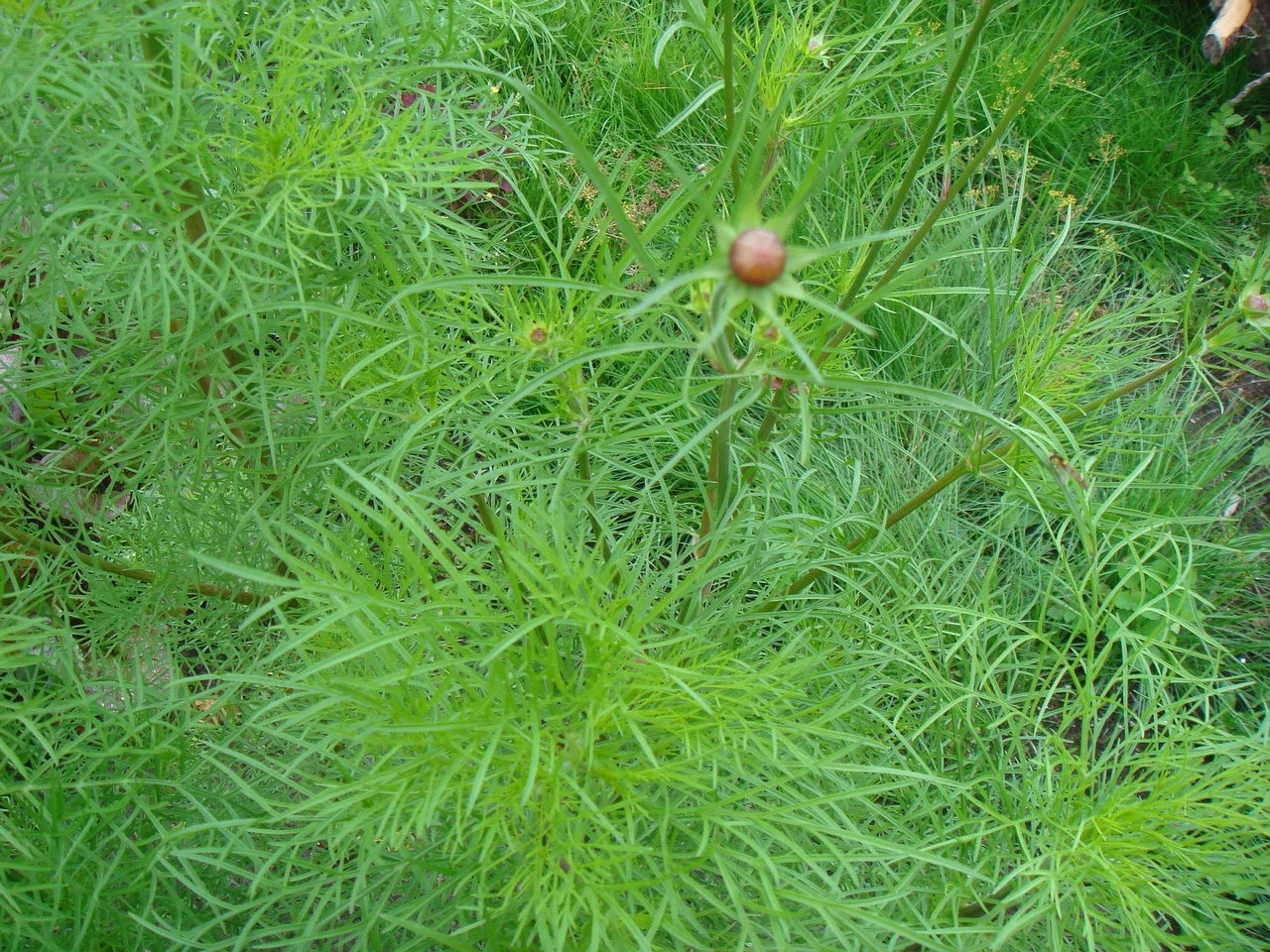 DSC09574
