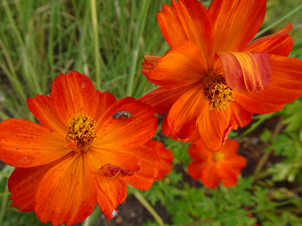 Космея серно-жёлтая 'Красный гребень' - Cosmos sulphureus 'Redcrest'