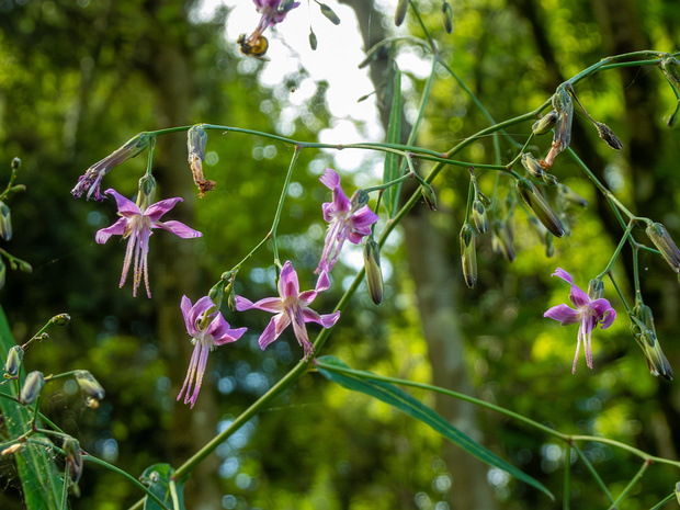 Косогорник пурпуровый - Prenanthes purpurea