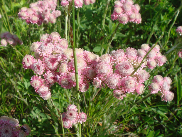 Кошачья лапка двудомная - Antennaria dioica