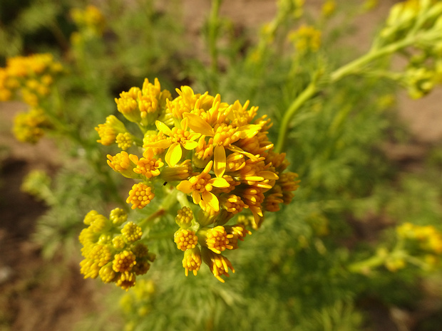Крестовник адонисолистный - Senecio adonidifolius