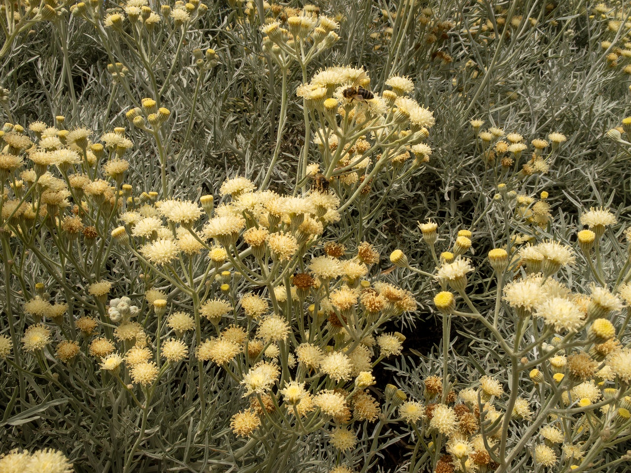 Senecio viravira _2025-05-11_1-6