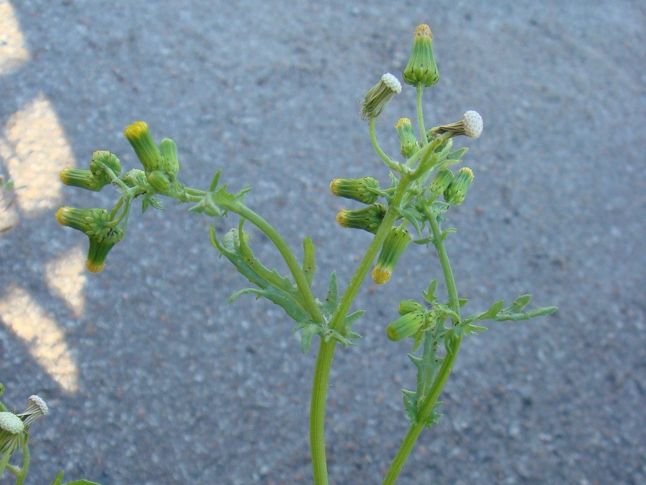 DSC01791