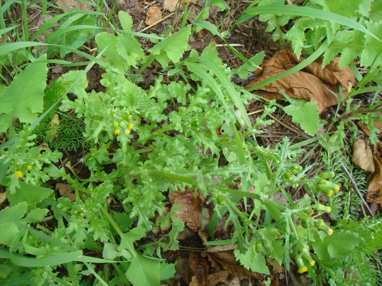 DSC07747
