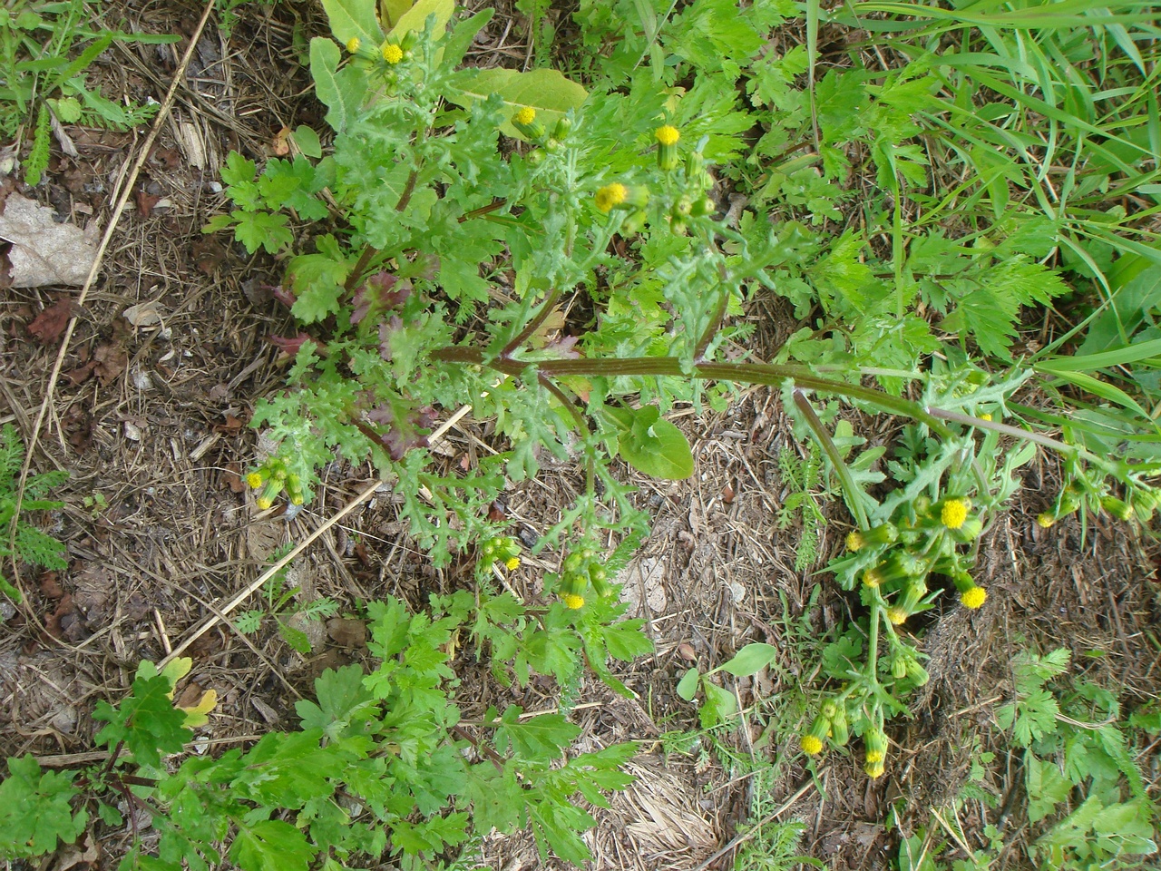 DSC07748