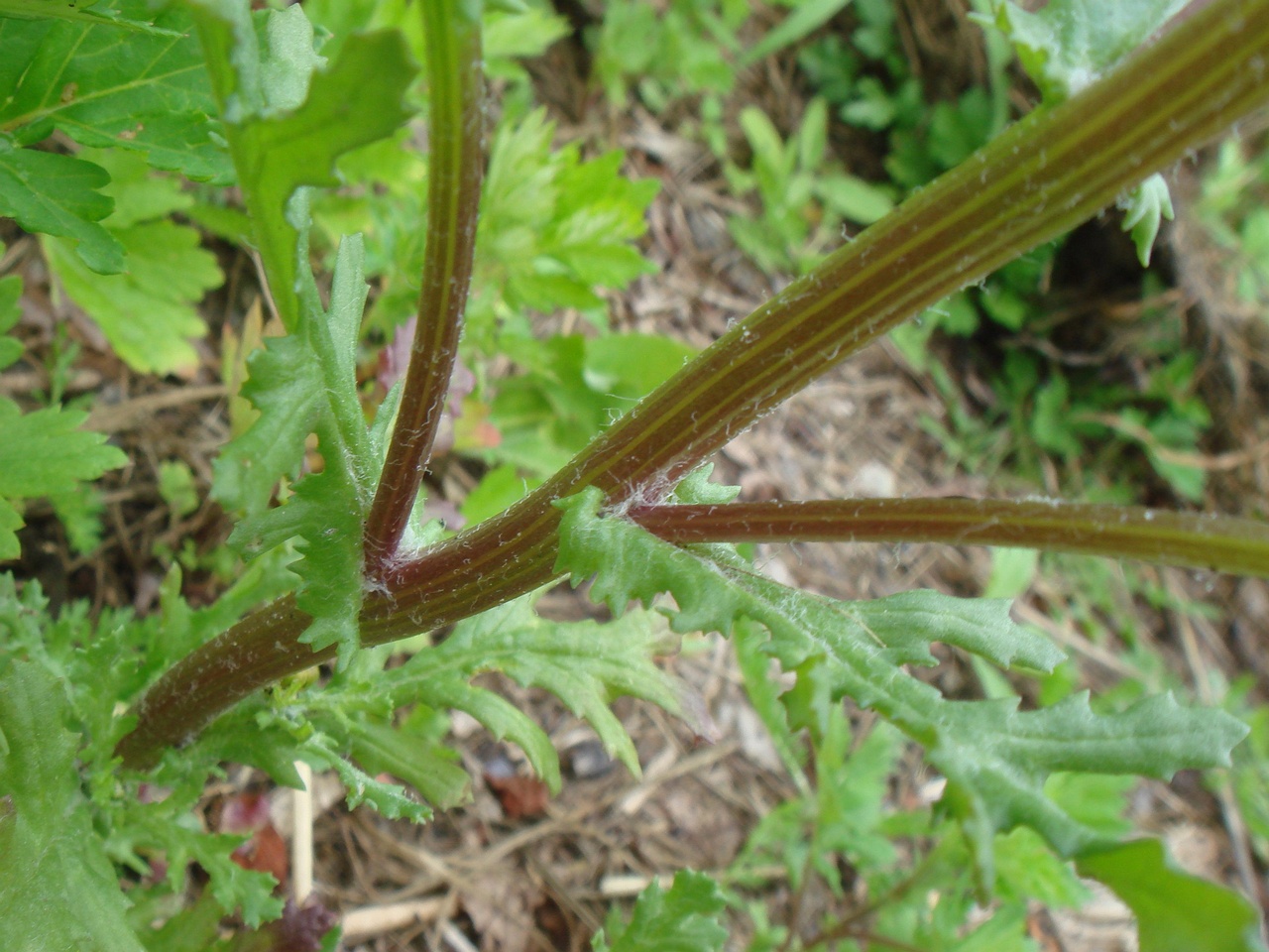 DSC07750