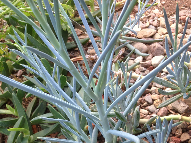 Крестовник фикусный - Senecio ficoides