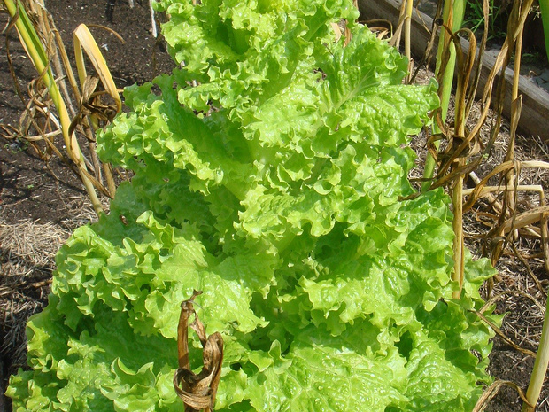 Латук посевной - Lactuca sativa