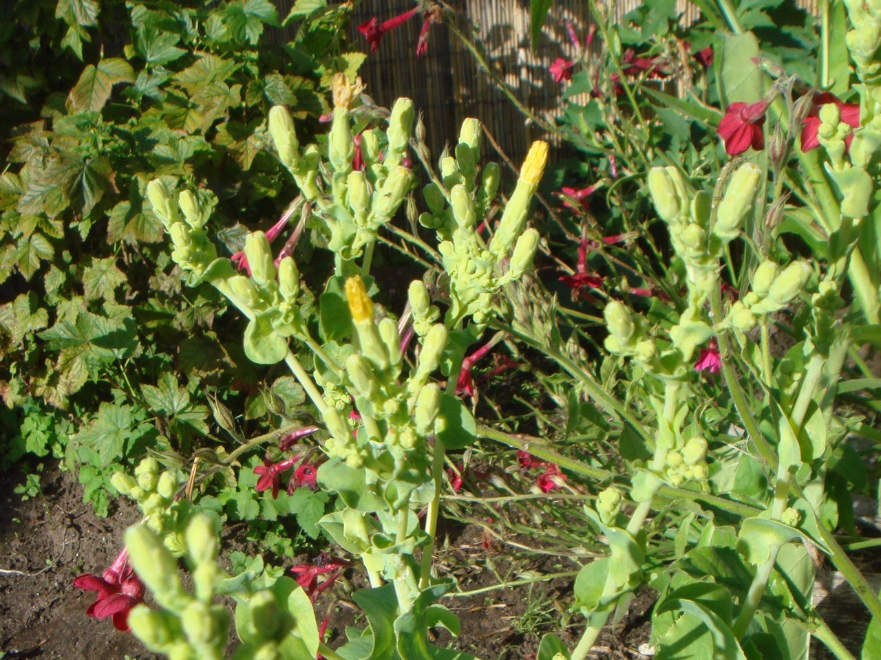 DSC09768