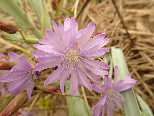 Латук сибирский - Lactuca sibirica