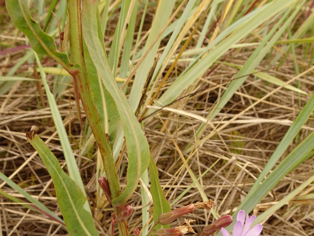 DSC00016