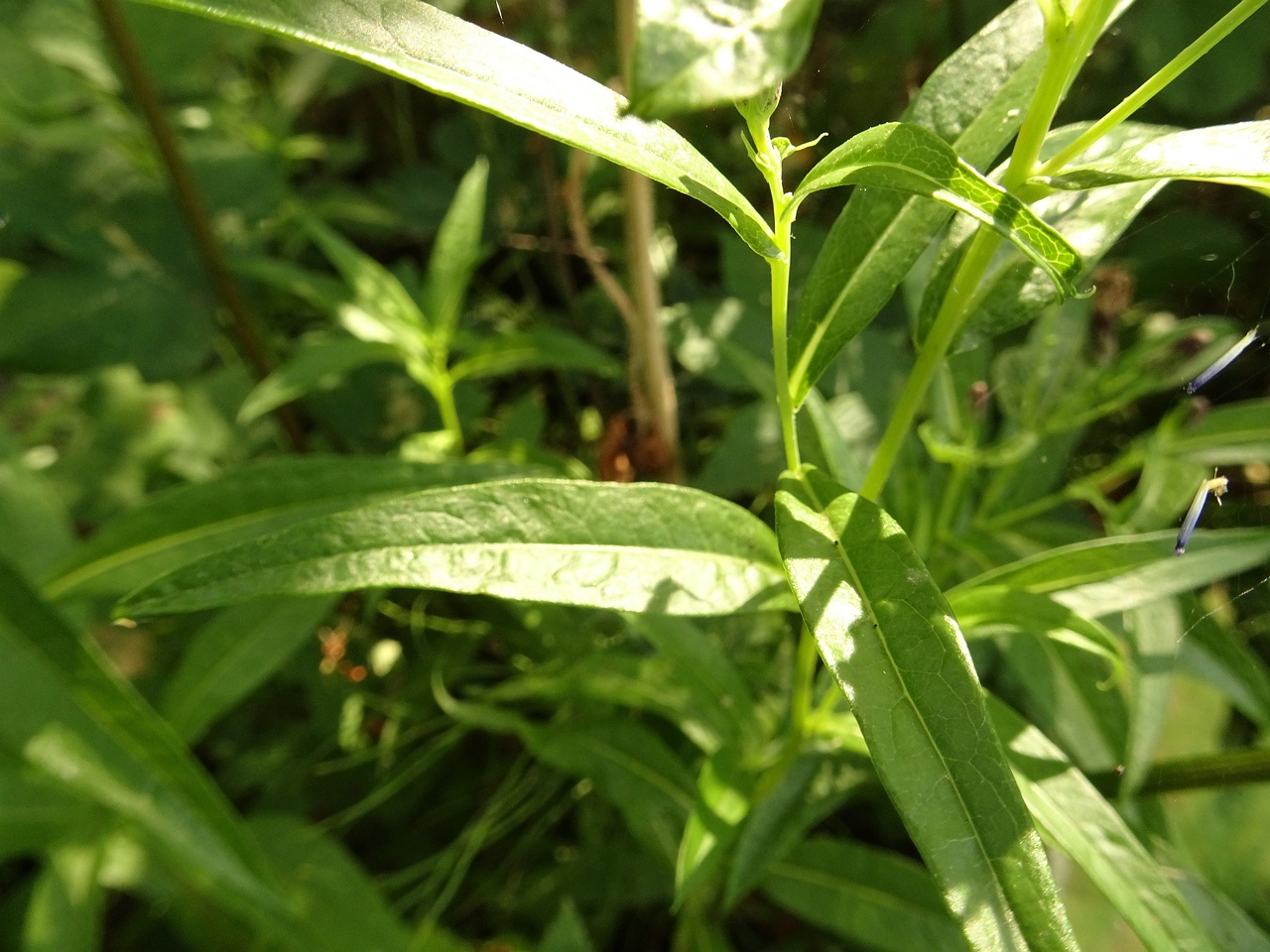 DSC04217