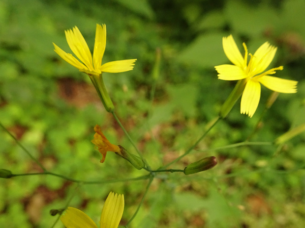 Латук стенной - Lactuca muralis