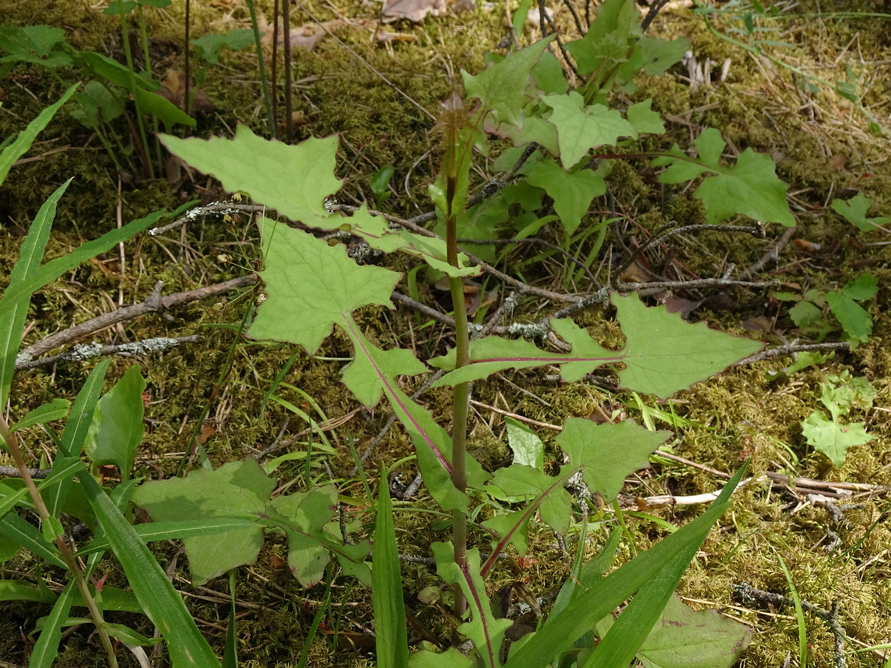 DSC07050