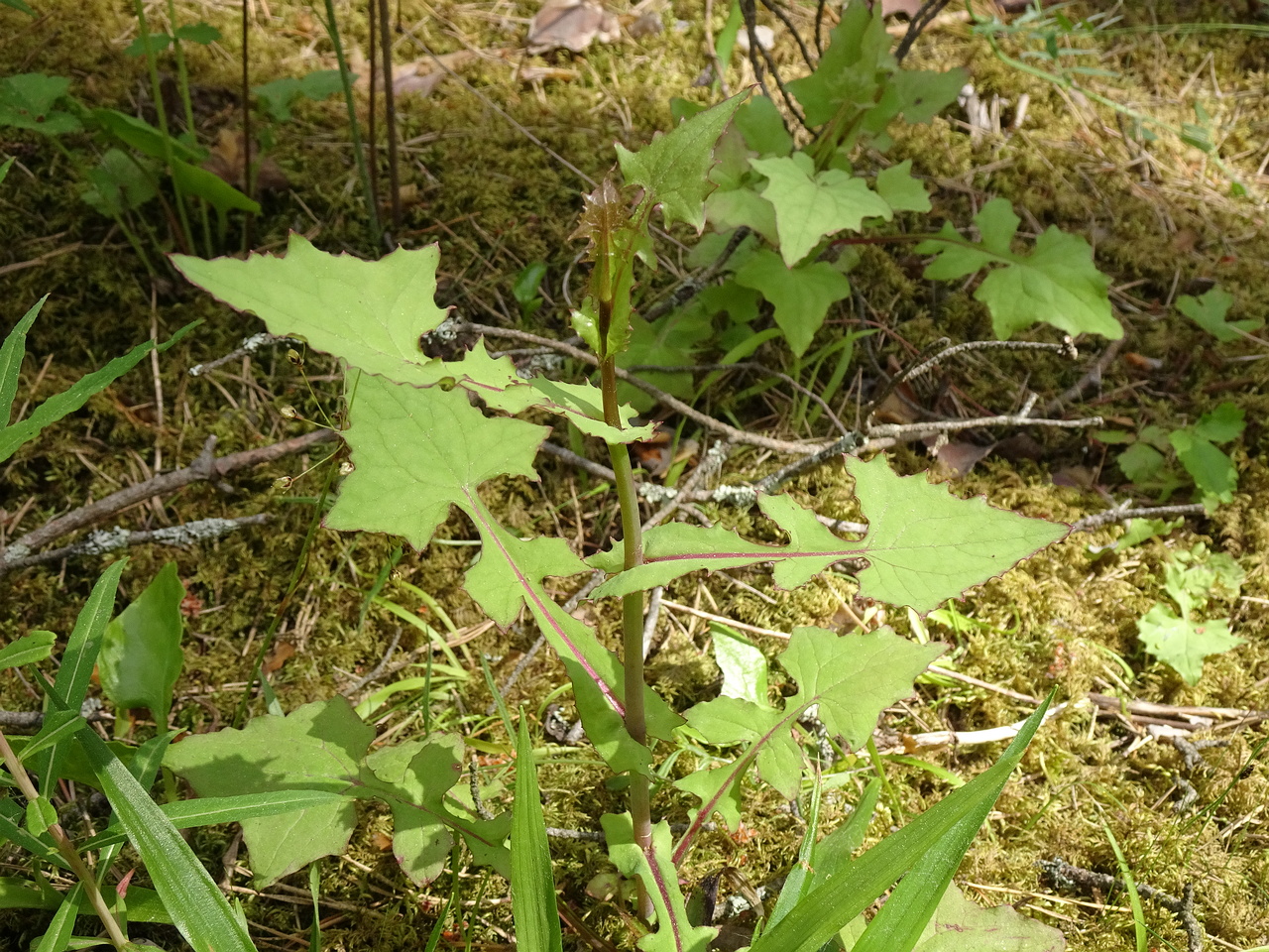 DSC07051