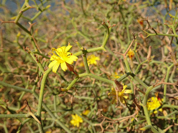 Лаунея древесная - Launaea arborescens