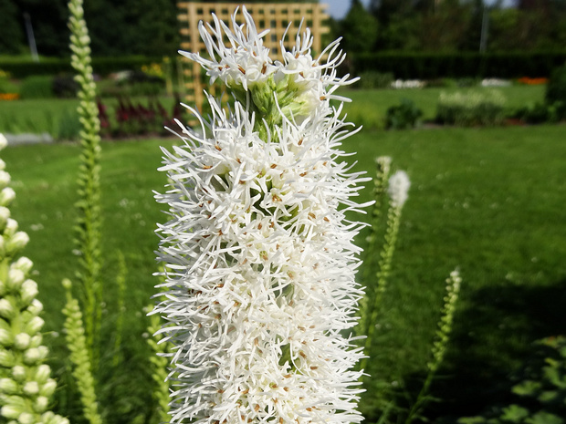 Лиатрис колосистая 'Белая Флористика' - Liatris spicata 'Floristan Weiss'
