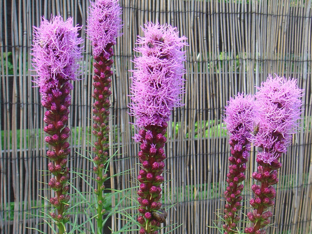 Лиатрис колосистая - Liatris spicata