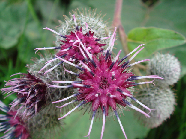 Лопух большой - Arctium lappa