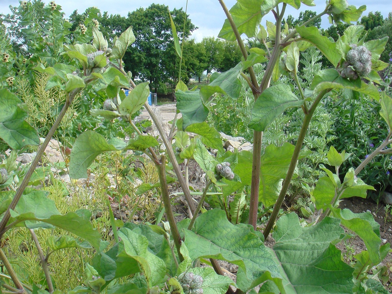 DSC00736