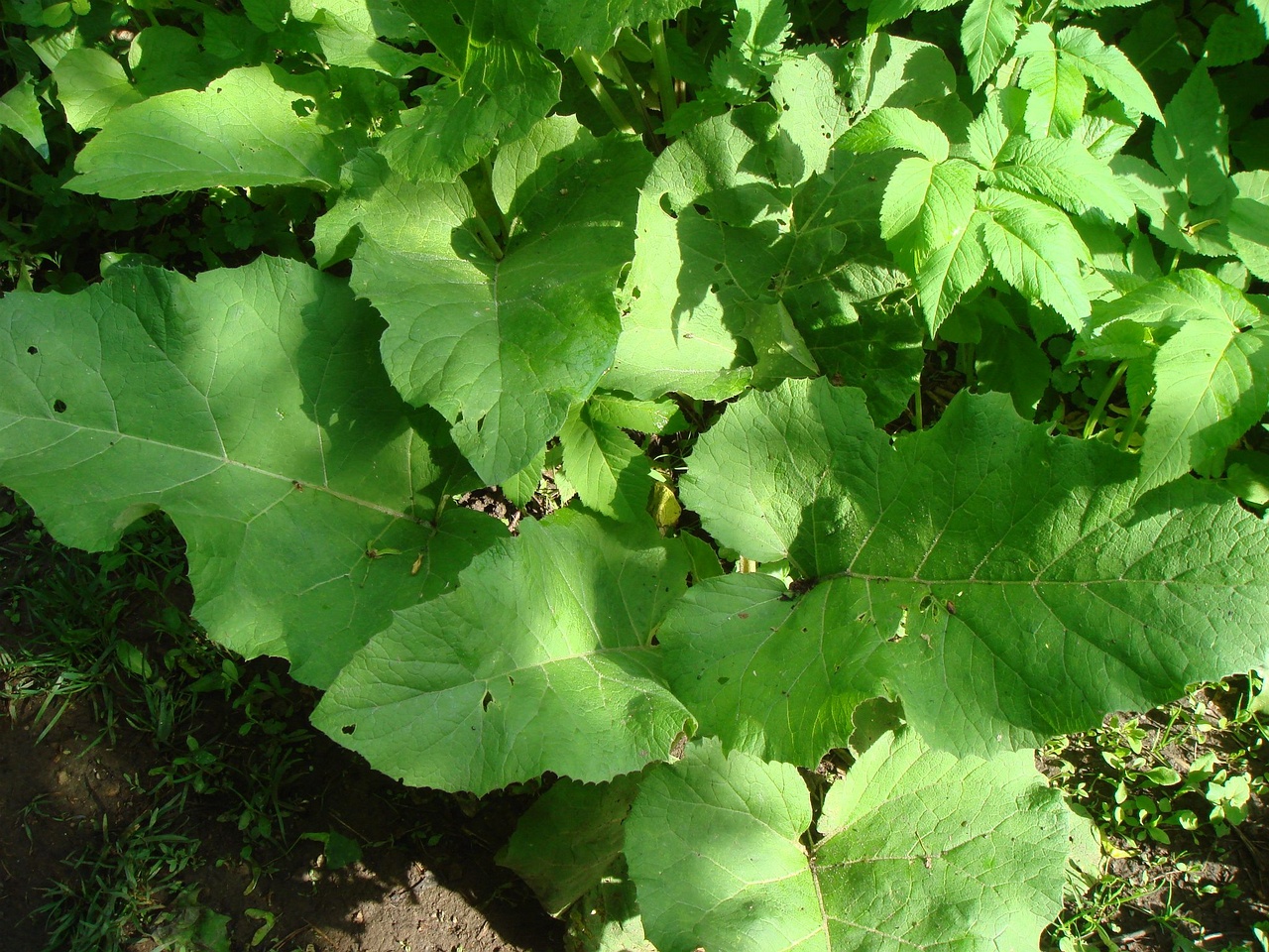 DSC01014