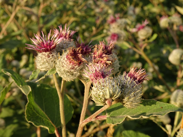 Лопух паутинистый - Arctium tomentosum