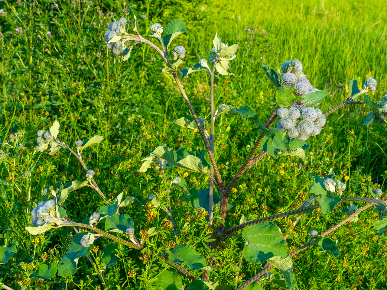 kiikri_old_deserted_grassland-53