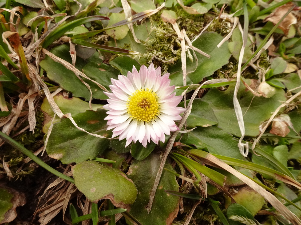 DSC00224