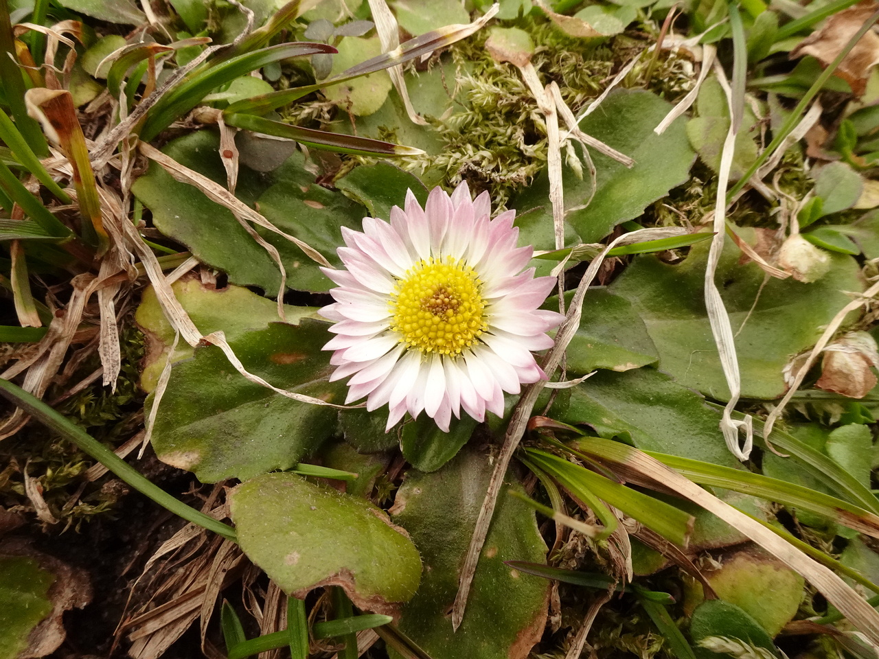 DSC00225