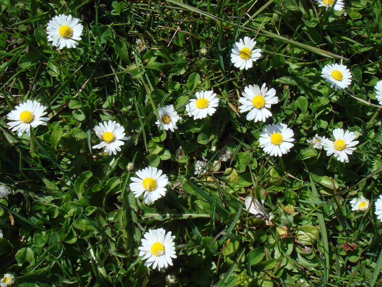 DSC00260