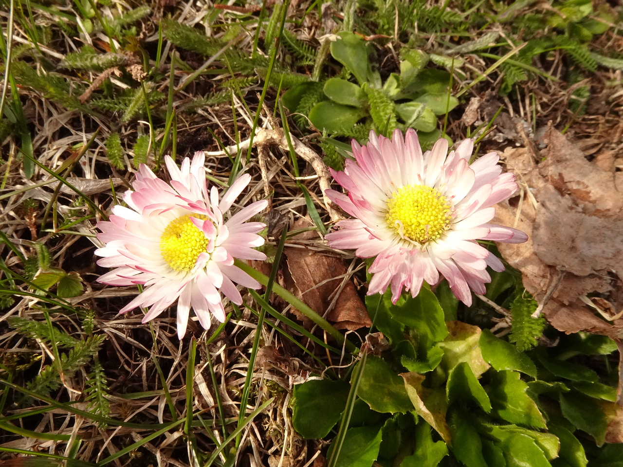 DSC00387