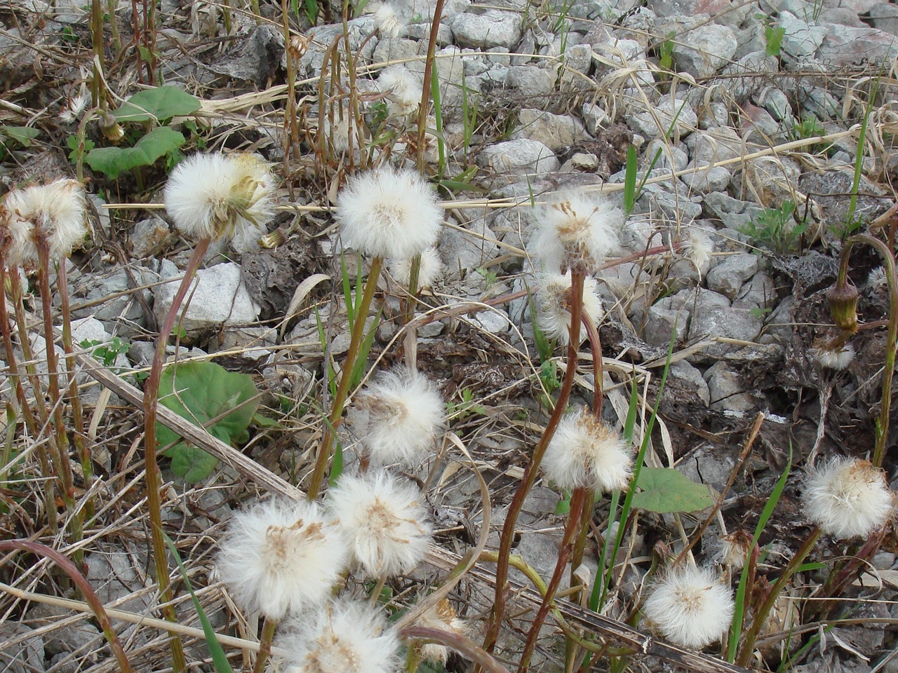 DSC00320