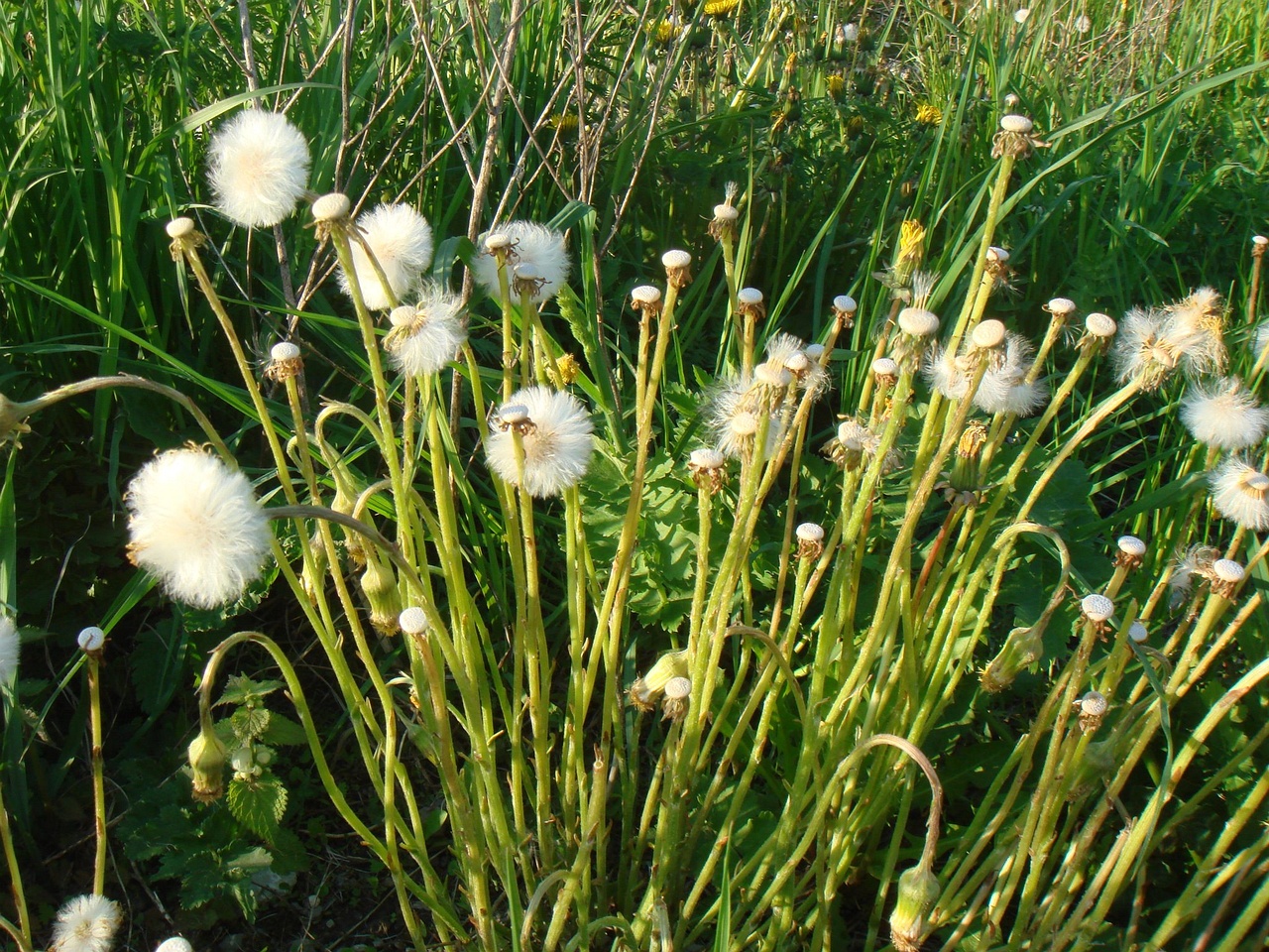 DSC00639