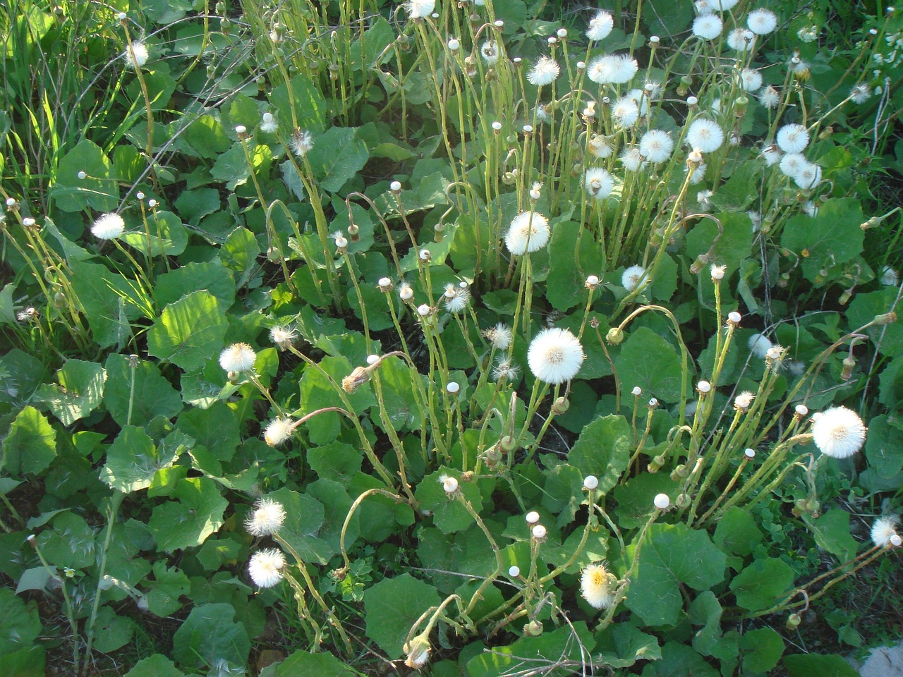 DSC00642