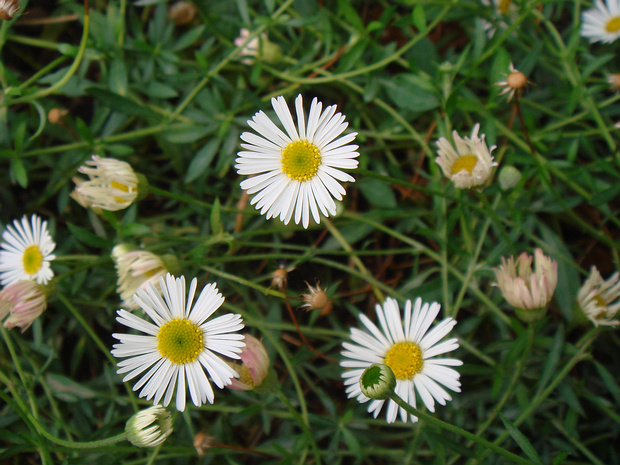 Мелколепестник Карвинского - Erigeron karvinskianus