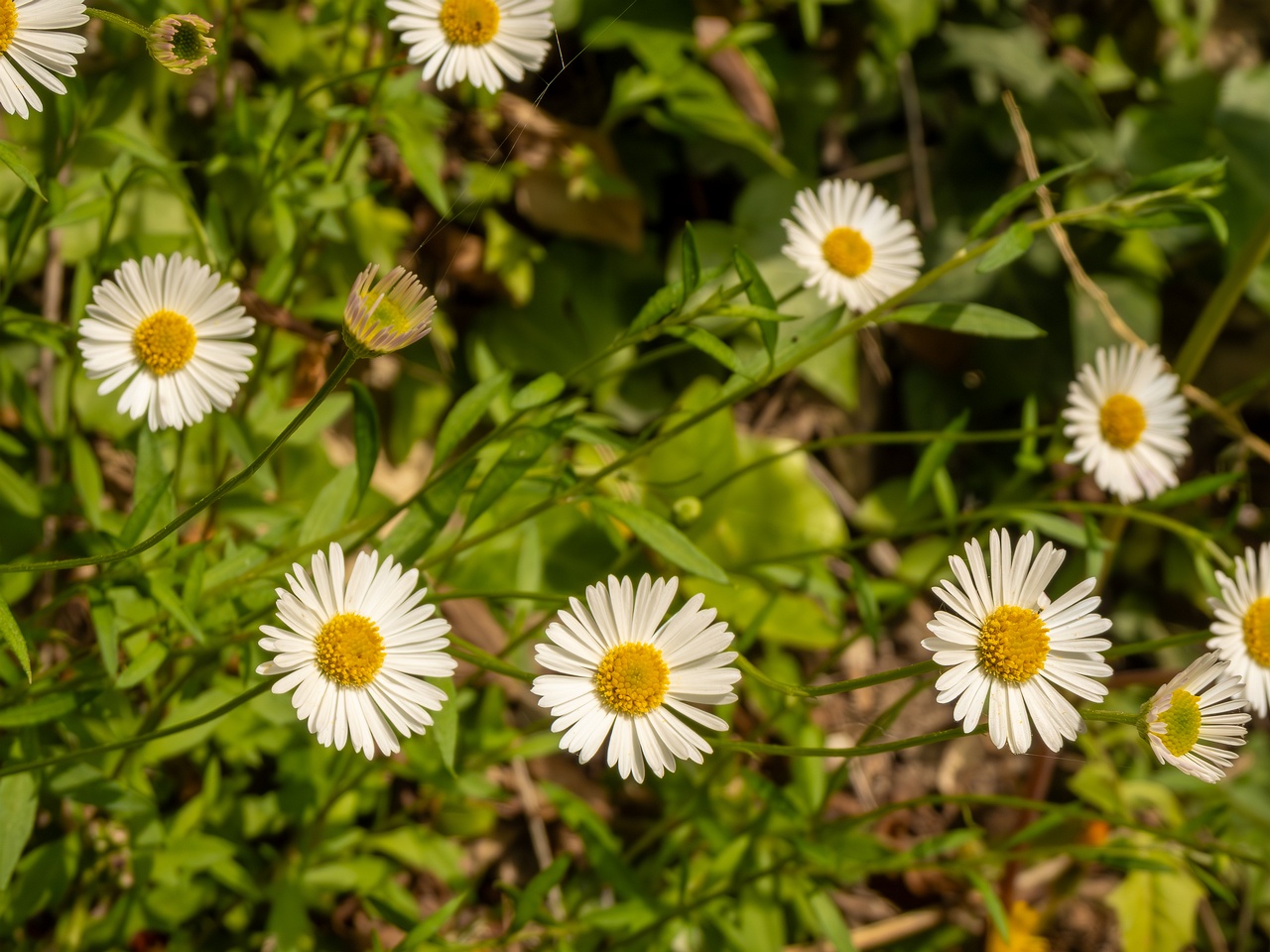 Erigeron karvinskianus _2025-05-11_1-6