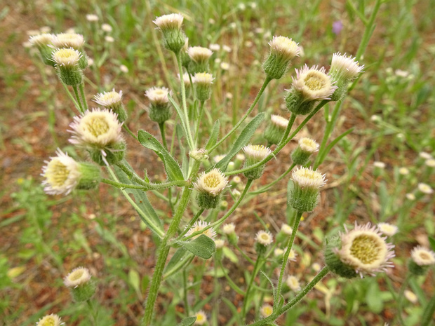 Мелколепестник едкий - Erigeron acris