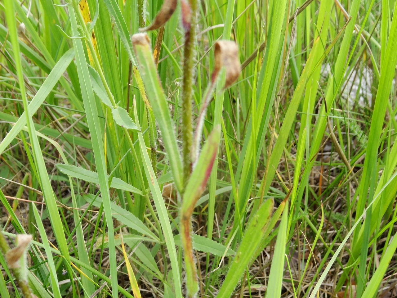 DSC02523