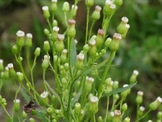 Мелколепестник канадский - Erigeron canadensis