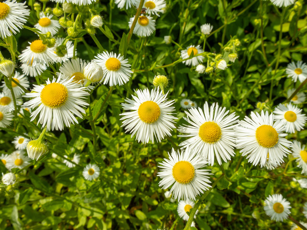Мелколепестник однолетний - Erigeron annuus